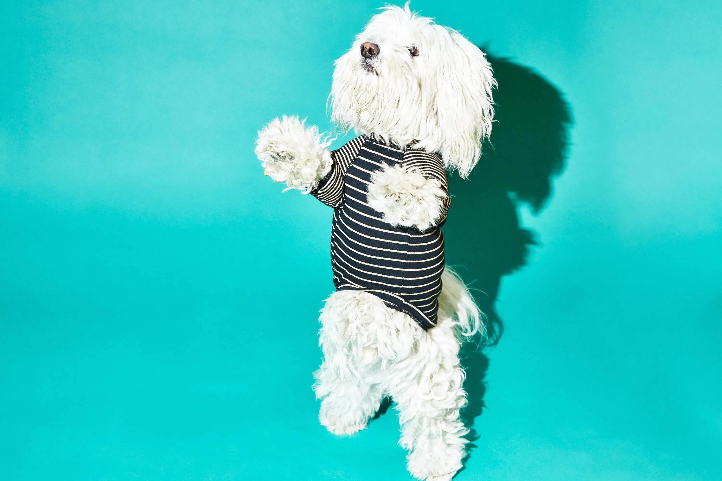 Contrast Striped Dog T-shirt: Black Tan