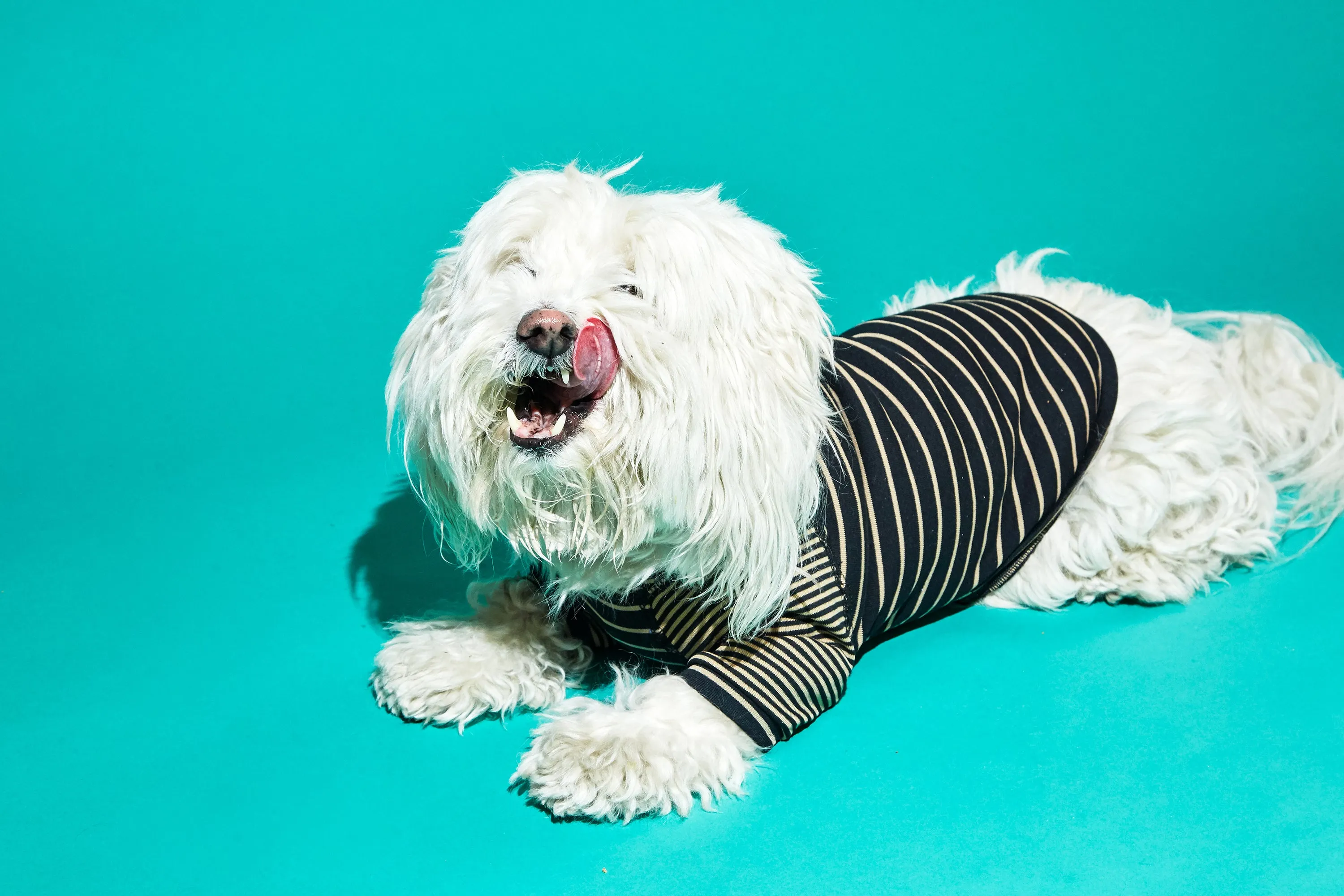 Contrast Striped Dog T-shirt: Black Tan